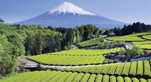Use it or lose it they say, and that is certainly true when it. Which Plant Does Tea Come From Trivia Questions Quizzclub