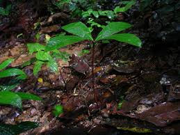 Image result for Gilbertiodendron