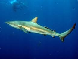 Dusky Shark Carcharhinus Obscurus
