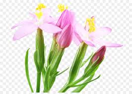 Encuentra y descarga recursos gráficos gratuitos de flores png. Comun Centaura Flores De Bach Hierba Imagen Png Imagen Transparente Descarga Gratuita