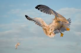 Image result for seagull