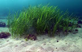 【雙週報第32期】種子帶對鰻草Zostera marina L. 種子發芽與幼苗發展的影響：探討海草復育的種子帶播種技術