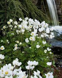 The 10 Best Winter Proof Perennials Winter Flowers Garden Winter Garden White Gardens