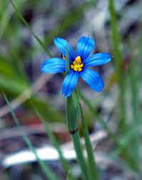 The cornflower (bachelor's button) is a colorful flower that makes a beautiful addition to your garden and can grow in blue, white, red, pink, and purple. 610 Most Beautiful Wild Flowers On Earth Ideas Flowers Wild Flowers Plants