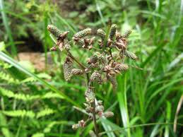 Image result for Schoenoxiphium