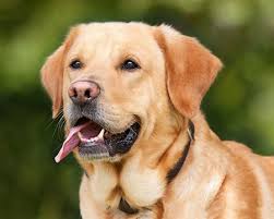 Although the cause for this can be as simple as old age, it can also be one of the first indicators that your pet is sick. Mammary Tumors In Dogs Cvmbs News