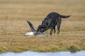 Fra mit første kuld, får jeg også meldinger, fra de nye ejere om, at mine formel 1 hvalpe er usædvanligt rolige og harmoniske. Labrador Den Familievenlige Apporteringsidiot Jagt Vildt Vaben