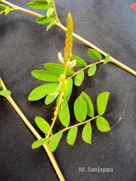 Image result for Indigofera hendecaphylla