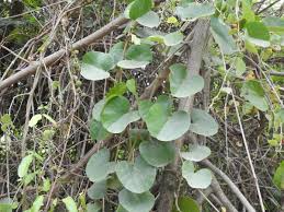 Image result for Cissampelos mucronata