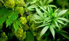 Image result for Cannabaceae
