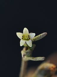 Image result for Limosella capensis