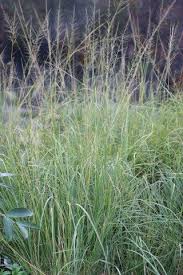 Image result for Sporobolus natalensis