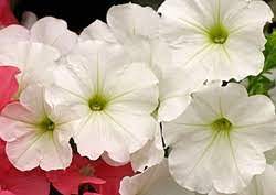 Petunia Urdu Translation And Meaning The Urdu Dictionary