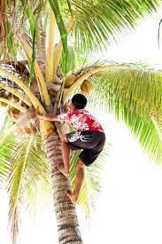 Palm Tree Climbing Cook Islands Tropical Painting Rarotonga Cook Islands