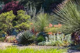 We did not find results for: Drought Tolerant Plants For Nw Gardens Albers Marcovina Vista Gardens