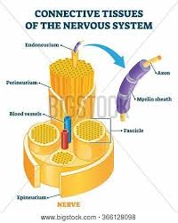 Related posts of human nervous system diagram. Connective Tissues Vector Photo Free Trial Bigstock