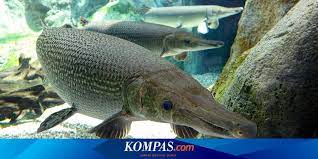 Mengenal Alligator Gar Ikan Bajak Lauk Dengan Gigi Setajam Silet Halaman All Kompas Com