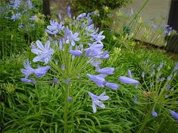 Image result for Agapanthus praecox