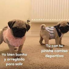 Pin De Karla Chavarria En Pugs Cute Meme Gracioso Memes Divertidos Memes Graciosos