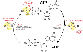 Difference Between Atp And Adp Compare The Difference