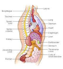 In this image, you may find kidney location from the back side of the human body in it. 1 4 Basic Organs Of The Body Training Manual Hiv I Base