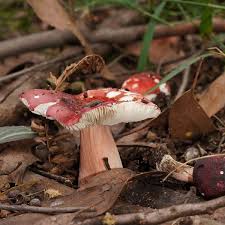 Image result for Russula mariae