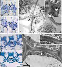 Image result for Stomatostemma pendulina