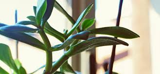 A wonderful gift for almost any occasion: Jade Plant Care Greener On The Inside