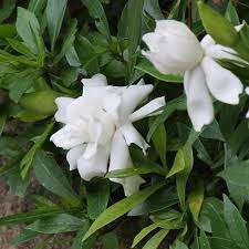 Image result for Gardenia subacaulis