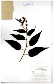 Image result for Triumfetta annua