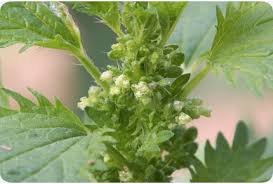 Image result for Urtica urens