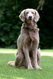Pin By Jessica Heaton On Animal Love Weimaraner Puppies Long Haired Weimaraner Weimaraner