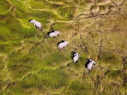 The unspoiled game reserve incorporates a contrasting range of landscapes from permanent waters to dry habitats, including mopane woodland, acacia forests, savannahs, floodplains. Activities In Moremi Game Reserve Okavango Delta Botswana