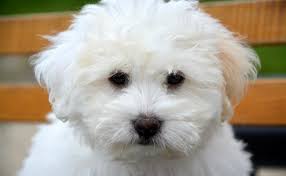 Anyone looking for a small, white fluffy dog, this has to be the breed for you. Le Coton De Tulear Caractere Education Sante Prix Rache De Chien