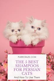 Tuxedo kittens open their eyes 24 hours before a regular cat and they have a lifespan of 10 to 15 years. The 5 Best Shampoos For Persian Cats And How To Use Them Purr Craze