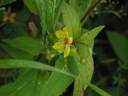 Image result for Lysimachia ruhmeriana