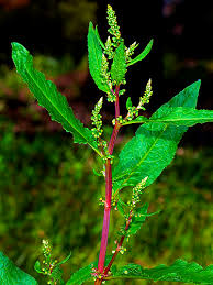 Image result for Rumex crispus