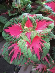 Image result for Coleus