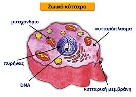 ΚΥΤΤΑΡΟ | 21dimkalkseWiki | Fandom