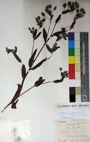 Image result for Trichodesma zeylanicum