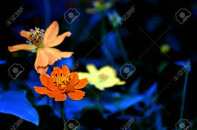 Seamless pattern with blue flowers and orange and yellow halftone circle frame on white background. Very Bright And Prominent Orange Flower On A Natural Dark Blurred Stock Photo Picture And Royalty Free Image Image 84562802