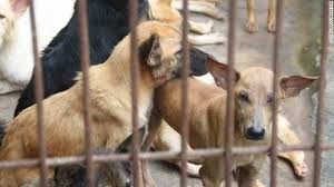 At Front Line Of Fight Against Illegal Dog Trade Dogs Dog Help Dog Photography