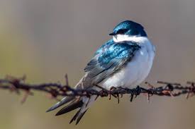 A Tree Swallow That I Photographed This Morning Ottawa Tree Swallow Swallow Photographer