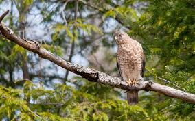 This is a bath house. Broad Winged Hawk Audubon Field Guide