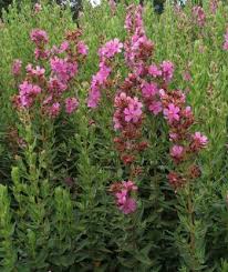 Image result for Dissotis