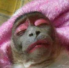 Paling Keren 16 Gambar Monyet Melet 25 Meme Kelakuan Lucu Monyet Yang Bikin Ketawa Ngakak Download Gratis Gambar Gambar Lucu Terb Gambar Hewan Lucu Binatang