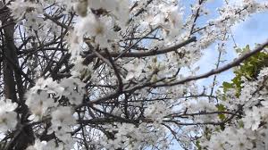 Maybe you would like to learn more about one of these? Wild Cherry Tree Blossoms White Spring Flowers Kirsuberjatre Blom Avaxtatre Youtube