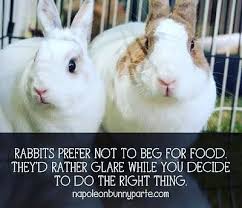 Hahaha Omg So True That Gangster Glare Is Real Bunny Bunnies Rabbit Rabbits Pet Pets Cuteanimals Cuteanimal Pet Bunny Funny Bunnies Pets