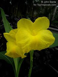 Image result for Siphonochilus