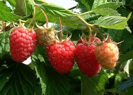 Image result for Rubus iringanus
